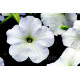 Петуния многоцв Hurrah® F1 White