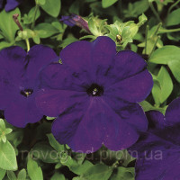 Петунія багатоквіткова Hurrah® F1 Blue, 1000 шт, Syngenta 