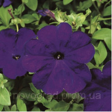 Петунія багатоквіткова Hurrah® F1 Blue, 1000 шт, Syngenta 