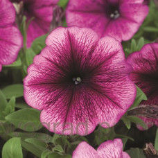 Петуния многоцв Hurrah® F1 Plum