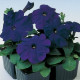 Петуния многоцветковая Lambada blue