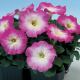 Петуния многоцветковая Lambada rose morn
