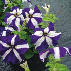 Петуния многоцветковая Lambada Blue Star