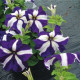 Петуния многоцветковая Lambada Blue Star