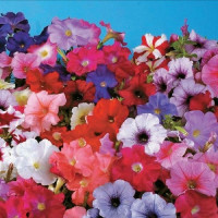 Петунія багатоквіткова Lambada full mixture, 250 шт, Hem Genetics