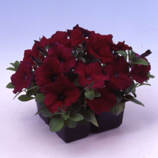 Петуния многоцветковая Lambada Burgundy
