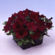 Петуния многоцветковая Lambada Burgundy