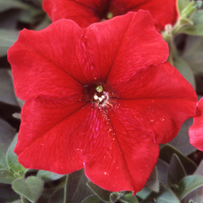 Петуния многоцветковая Lambada Red