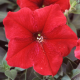 Петуния многоцветковая Lambada Red