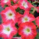 Петунія багатоквіткова Lambada Scarlet Morn, 1000 шт, Hem Genetics