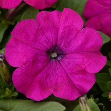 Петуния многоцв LO RIDER® F1 VIOLET