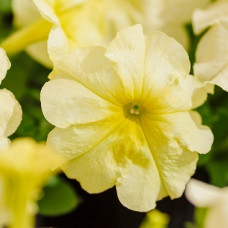 Петуния многоцветковая Mambo GP yellow lime