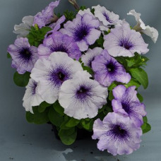 Петуния многоцветковая Mambo GP blue veined
