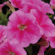 Петуния многоцветковая Mambo GP  rose veined