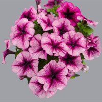 Петуния многоцветковая Mambo GP orchid veined