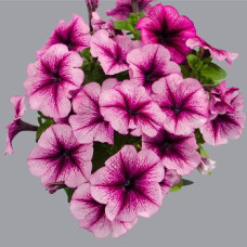 Петуния многоцветковая Mambo GP orchid veined