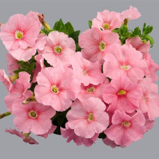 Петуния многоцветковая Mambo GP peach (light salmon)