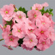 Петуния многоцветковая Mambo GP peach (light salmon)