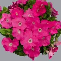 Петуния многоцветковая Mambo GP pink