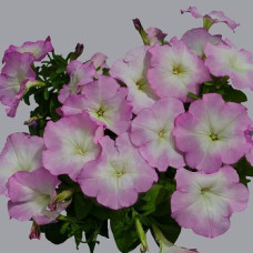 Петуния многоцветковая Mambo GP pink morn