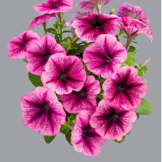 Петуния многоцветковая Mambo GP plum
