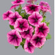 Петуния многоцветковая Mambo GP plum