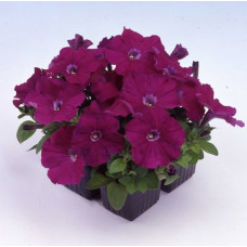 Петуния многоцветковая Mambo GP purple