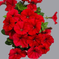 Петуния многоцветковая Mambo GP  red