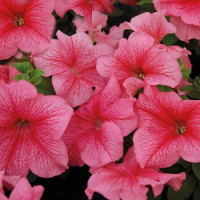 Петуния многоцветковая Mambo GP  red veined