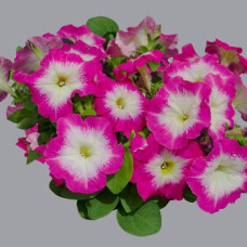 Петуния многоцветковая Mambo GP  rose morn