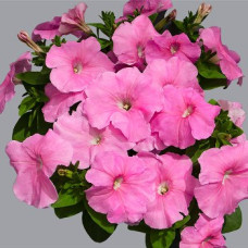 Петуния многоцветковая Mambo GP  sweet pink