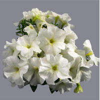 Петуния многоцветковая Mambo GP white