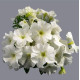 Петуния многоцветковая Mambo GP white