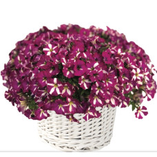 Петунія багатоквіткова Mini Stellina Bicolor Purple 5 шт, Farao