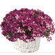 Петунія багатоквіткова Mini Stellina Bicolor Purple 5 шт, Farao