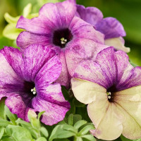 Петунія багатоквіткова Shake Blueberry, 10 шт, Hem Genetics