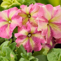 Петунія багатоквіткова Shake Strawberry, 10 шт, Hem Genetics