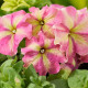 Петунія багатоквіткова Shake Strawberry, 250 шт, Hem Genetics