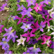 Петуния звездочная Sparklers mix, Petunia hybrida