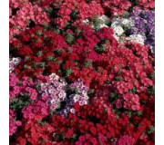 Флокс - Phlox