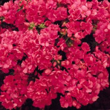 Флокс Друммонда PROMISE® ROSE