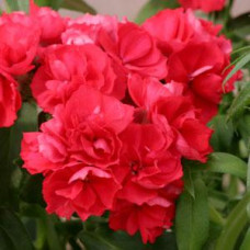 Флокс Друммонда PROMISE® SCARLET