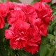 Флокс Друммонда PROMISE® SCARLET