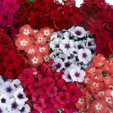 Флокс Друммонда Primavera F1 Mix