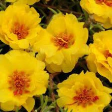 Портулак HAPPY TRAILS YELLOW