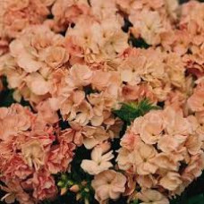 Флокс Друммонда PROMISE® PEACH