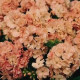 Флокс Друммонда PROMISE® PEACH
