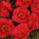 Портулак HAPPY TRAILS DEEP RED
