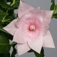 Платикодон Astra: Semi-Double Pink