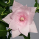 Платикодон Astra: Semi-Double Pink